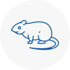 Rat Control Worthing
